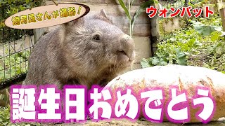 ウォンバットのこんな幸せそうな表情 見たことない！（Wombat）