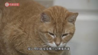 貓會傳播新型肺炎病毒 - 20200514 - 國際新聞 - 有線新聞 CABLE News