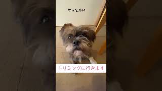 限界ボサボサ犬がトリミングしたら…。#犬のいる暮らし #mix犬 #ミックス犬 #犬の成長記録 #シーズー #トリミング #スポーツ刈り#shorts #short