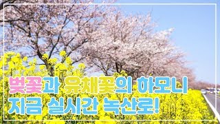 제주 벚꽃 추천코스! 녹산로로 떠나요! [제주여행 탐나오]