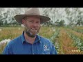 maximising productivity with late sown winter sorghum