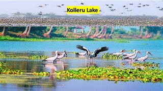 Kolleru Lake