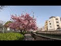 4k cherry blossoms kiba park tokyo 2023 💛 walking tour 河津桜 東京2023 木場公園 大横川 散歩