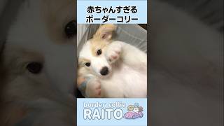 赤ちゃんすぎる犬の裏の顔がヤバすぎる...【ボーダーコリー･ゴールデンレトリバー】#shorts