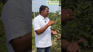 🌳 மரம் பற்றாக்குறை! அதிகரிக்கும் தேவை!! | Demand of Wood! | PASUMAI BHARATHAM AGRICULTURE SOLUTIONS