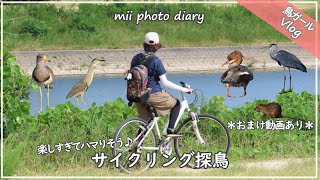 #18【サイクリング探鳥】いろんな水鳥に出会えて楽しすぎた野鳥撮影Vlog♪｜ケリ｜ササゴイ｜カワアイサetc…