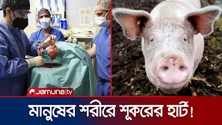 শূকরের হার্ট সাফল্যের সাথে কাজ করছে মানুষের শরীরে! | Pig Heart