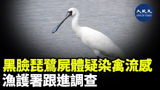 漁農署日前在濕地公園撿走的黑臉琵鷺屍體，H5禽流感病毒的初步測試呈陽性反應| #紀元香港 #EpochNewsHK