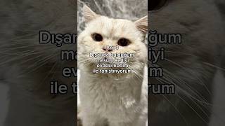 Part 3 Sokakta bulduğumuz kediyle evdeki kedimizi tanıştırıyoruz #youtubeshorts #cat #kedi #catlover