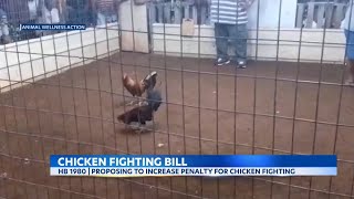 Hawaii residents upset over bill that would increase the penalty for cockfighting