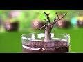 mini banyan bonsai making at home