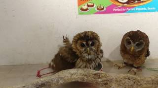 モリフクロウの水浴びを待つアフリカヒナフクロウ_Owl waitting the bath