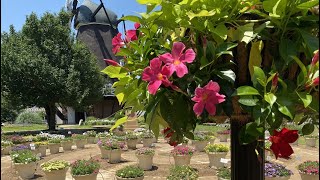 夏のはじまり～ふなばしアンデルセン公園　Funabashi H.C. Andersen Park in summer　６月