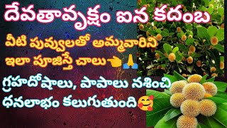 దేవతావృక్షం🙏 ఐన కదంబ విశిష్టత ఉపయోగాలు 🥰 || kadhamba flowers || kadhamba tree benefits || kadhambam