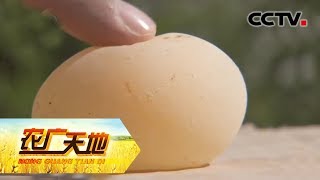 《农广天地》 母鸡下软壳蛋 怎么办 20190702 | CCTV农业