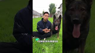 狗狗吃草是怎么回事#猛犬 #狗 #萌宠