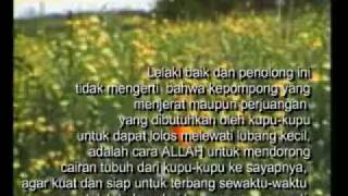 Pelajaran dari Seekor Kupu-kupu