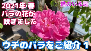 【猫のいる庭】2021春　バラの花が咲きました１　アンブリッジローズ/ヨハネパウロ２世/スパニッシュビューティー/パープルフラガンシア/ティータイム/メローイエロー/ロサダマスセナ