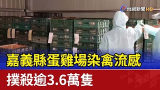 嘉義縣蛋雞場染禽流感 撲殺逾3.6萬隻