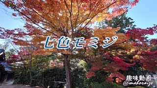 【4K】善水寺　紅葉　七色モミジが綺麗～