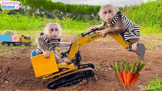 Baby monkey Obi uses an excavator to dig fruit