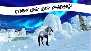 [SSO] KONIE CONNEMARA