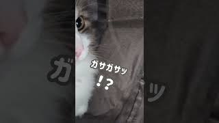 用心して隠れたのにぶつかられる猫＃Shorts #ノルウェージャンフォレストキャット