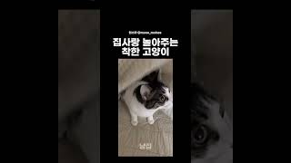 집사 심심할까봐 놀아주는 착한 고양이