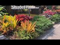 The Most Beautiful Bromeliad Garden in Chiangmai Thailand