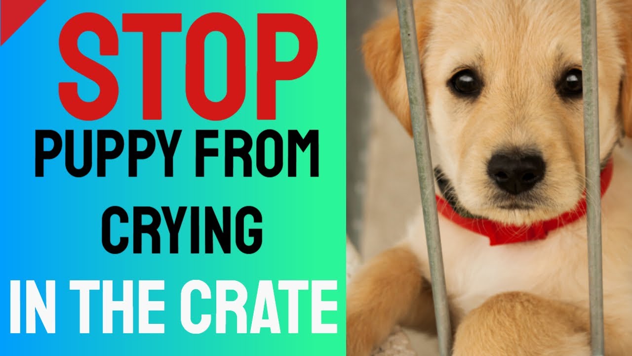 Stop Puppy From Crying In The Crate - Crate Training Tips - YouTube