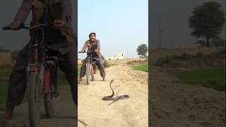 King Cobra Nag ko dekhkar ladka pareshan ho Gaya #shorts #youtubeshots #shortsvideo #youtub #nag