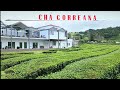 The Gorreana Tea Plantation in São Miguel, Azores | Oldest Tea Plantation in Europe #gorreanatea