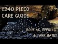 L240 PLECO CARE GUIDE | Housing, Feeding, & Tank Mates