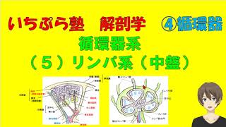 【いちぷら塾】解剖学　4循環器系　５リンパ系（中盤） #あん摩マッサージ指圧師、鍼灸師