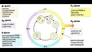 Шпаргалка по биохимии. Как регулируется клеточный цикл?