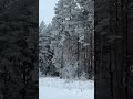 Красивый лес и умные слова зима winter зимняяатмосфера лес природа пейзаж