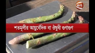 শতমূলীর আয়ুর্বেদিক বা ঔষুধী গুণাগুণ