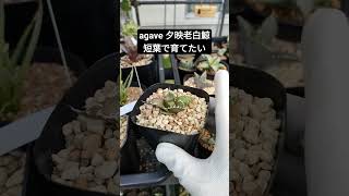 agave 夕映老白鯨　アガベ