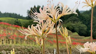 2021/09/13　ほぼ見頃です！　稲積癒しの里山の彼岸花　その４　〜愛媛県大洲市〜