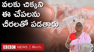 Cheeramenu Fish : చీరలతో పట్టి, బిందెలతో అమ్మే ఈ చేపలను ప్రత్యేకంగా ఎందుకు తింటారంటే.. | BBC Telugu