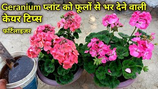 how to grow n care geranium flower plant at home / geranium plant fertilizer / geranium plant care