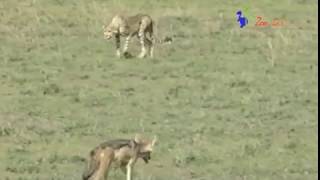 ジャッカルの災難 #2　チーターに襲われる？　Wild animals in Africa/Chasing of the cheetah and jackals