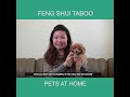 Feng Shui Taboo - Pets at Home