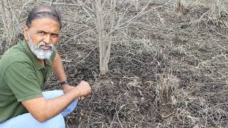 कोरडवाहू सीताफळ बाग//Rainfed Custard Apple [With English Subtitles]