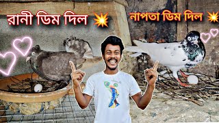 বিশ্বাস ছিল নাপতা ডিম দেবে 😄রানী ও ডিম দিলো😀#Myworld#petsvlog