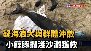 小鯨豚擱淺沙灘 身有鯊魚咬痕獲救－民視新聞