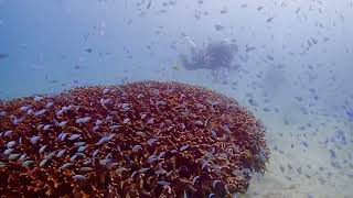 今日のデバスズメダイ★ TAKUDIVE石垣島