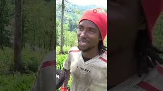 Senegalli İşçiler Çay Hasadında "Artık ben de Ofluyum"