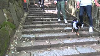 鞍馬寺　階段　ケーブルカーへの道の合流所