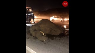 Elephant hit by container truck on Hosur-Krishnagiri highway dies